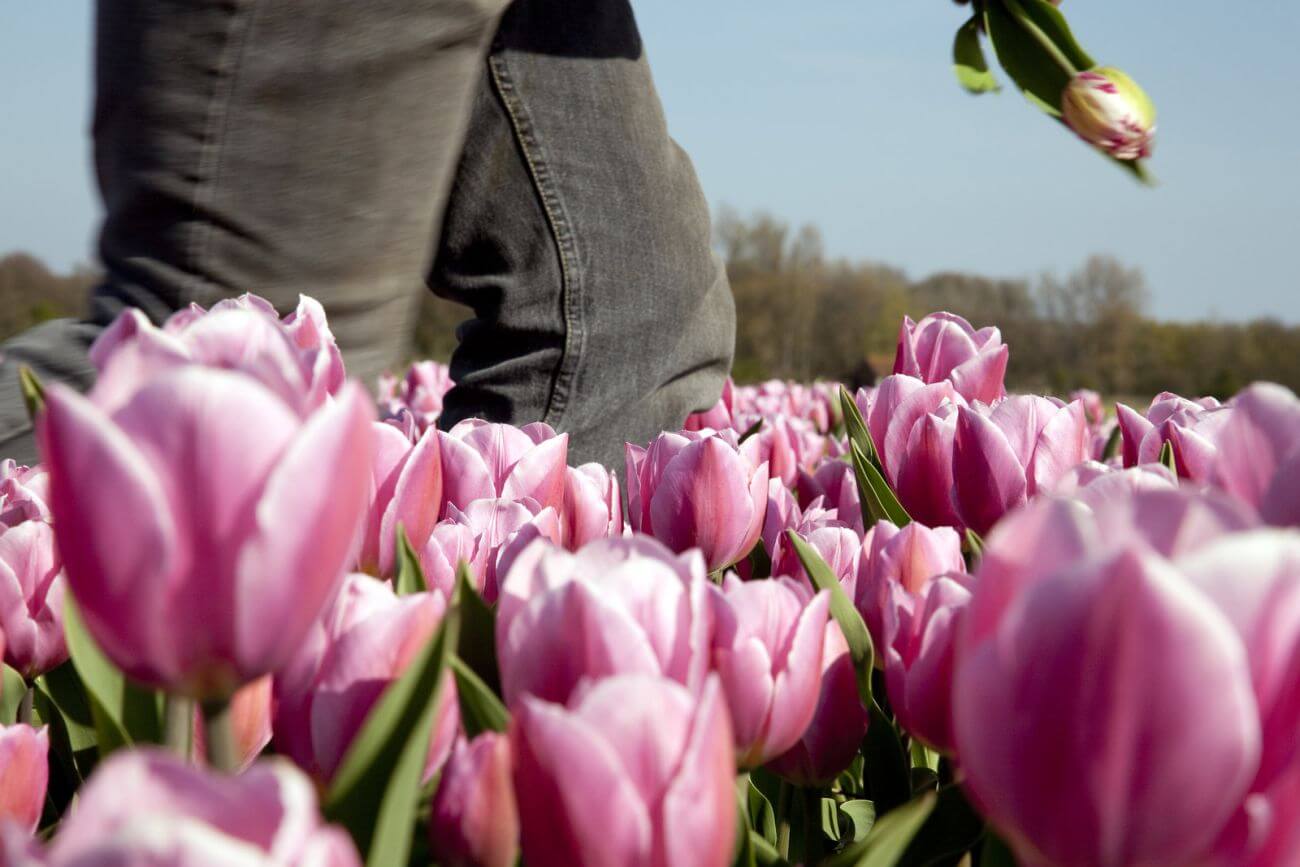 ile zarabia się w holandii przy kwiatach